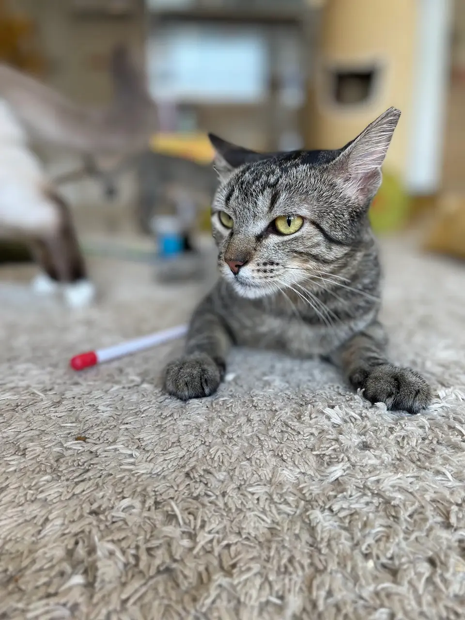 Betina Cat Café photo 2